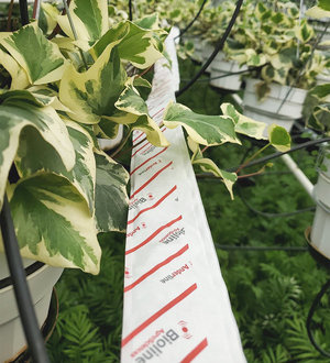 Bugline strip in ornamental greenhouse