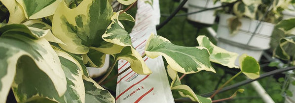 Bioline Biological product